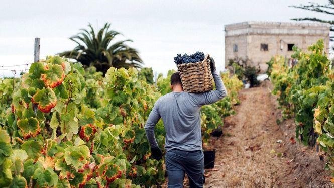 Finalizada la vendimia en la DOP Islas Canarias Canary Wine