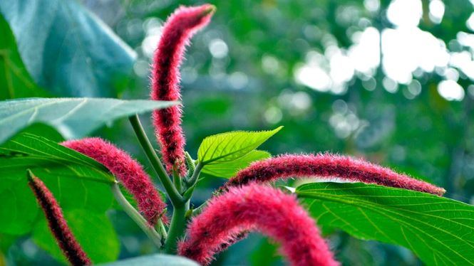 Usos y beneficios del amaranto en el maquillaje eco