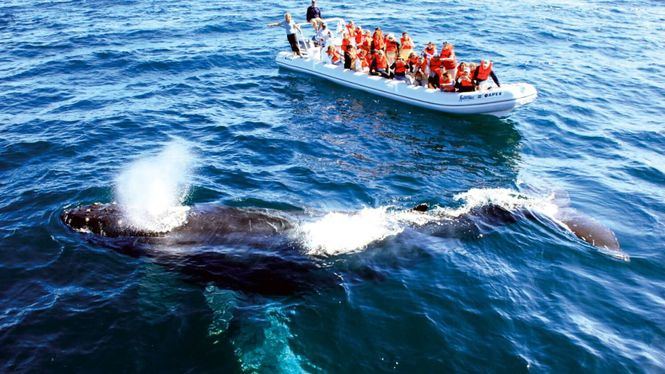 Comienza la temporada de avistamiento de ballenas en la Riviera Nayarit