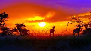 Safaris en África que no te puedes perder este 2022