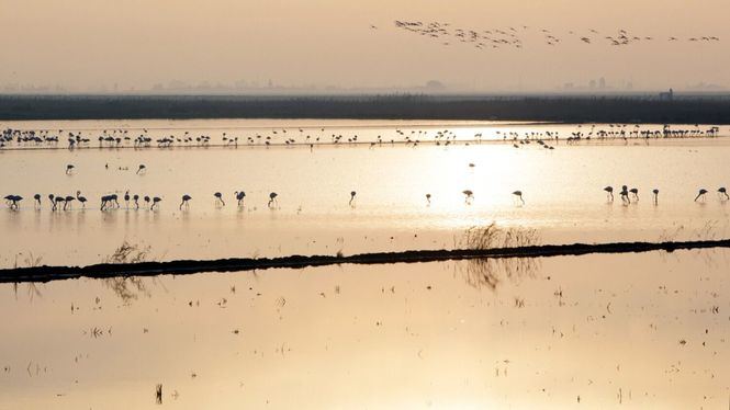 Andalucía como destino idóneo de turismo ornitológico en Europa en la FIO 2022