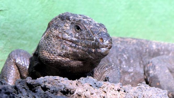 El Centro de Recuperación del Lagarto Gigante de El Hierro catalogado como parque zoológico