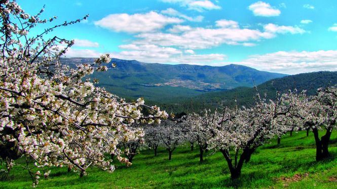 Las Caderechas, el bucólico valle de los cerezos de la provincia de Burgos