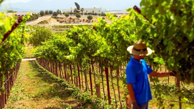 Tesalia, una joya enológica en Cádiz y un referente en la elaboración de los vinos tintos