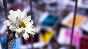 Fiestas florales en la Costa Brava y el Pirineo de Gerona