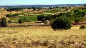 Rutas a pie o en bici para disfrutar de la naturaleza de La Ribera del Duero