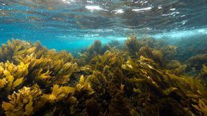Relais &amp; Châteaux celebra el Día Mundial de los Océanos con una sinfonía de algas