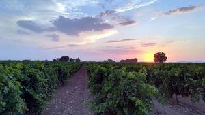 Un verano en la Ruta del Vino de La Mancha