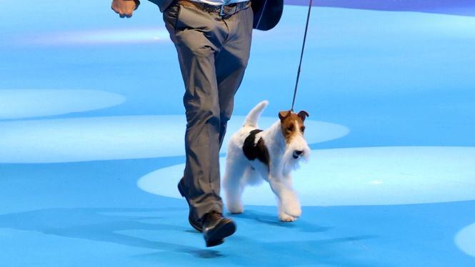 Un fox terrier de pelo duro campeón del World Dog Show de Madrid