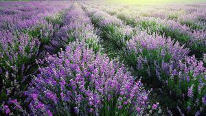 Experiencia completa a la lavanda con cena y música en directo en el Hotel Rural &amp; Spa Los Ánades