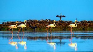 Los manglares de Qatar, un lugar de vacaciones sostenible