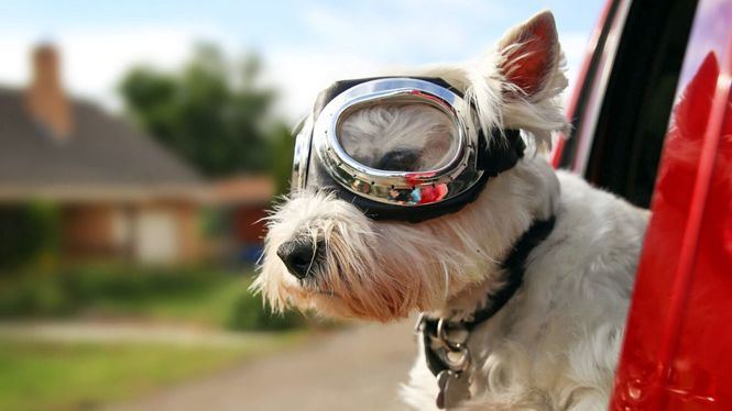 El ferri, trasporte perfecto para viajar con mascotas