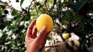 Recogiendo a mano una naranja