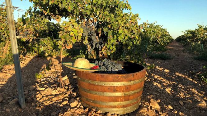 La vendimia en la Ruta del Vino de La Mancha
