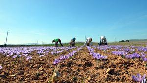 La Fiesta de la Rosa del Azafrán en el municipio toledano de Consuegra