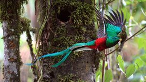 Quetzal. Costa Rica