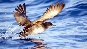 Baleares, un destino idílico para el avistamiento de aves