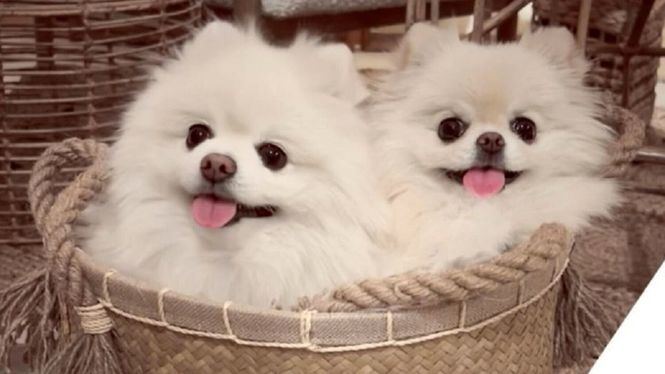 Gucci y Tiffani, los dos perros pomerania embajadores de 100x100mascota 2022