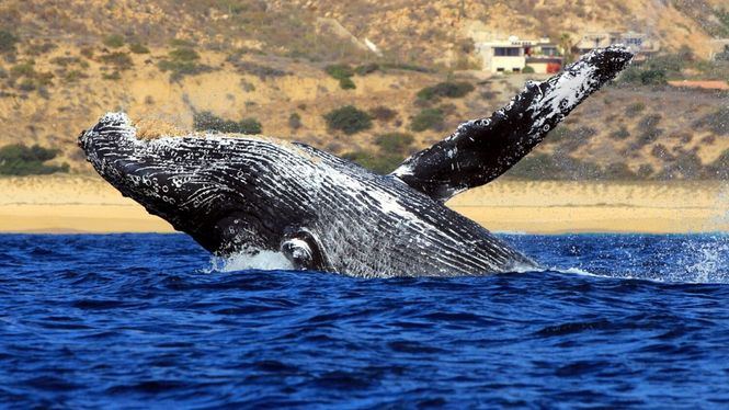 Comienza la temporada de avistamiento de ballenas en Los Cabos