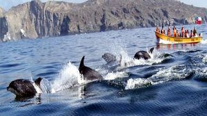 Avistamiento de ballenas en Chañaral de Aceituno (Chile)