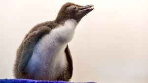 Loro Parque comienza el nuevo año con 12 nuevas crías de pingüino