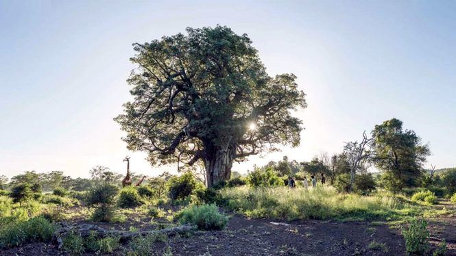 Turismo de Sudáfrica presentará sus novedades en FITUR 2023