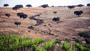 Ruta del aceite de oliva en Alentejo