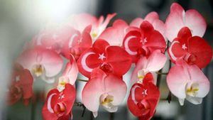 Orquídeas de Taiwán en apoyo a Turquía