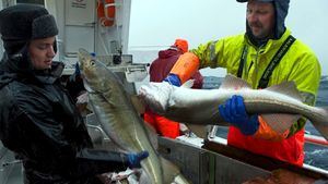 La patrulla del Skrei noruego llega a España para asegurar la calidad del rey del bacalao
