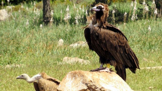 La Reserva de Boumort, el mejor punto de observación de buitres del Pirineo