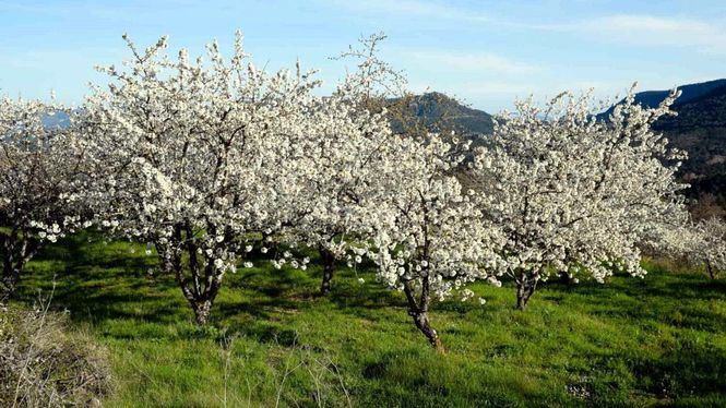 Recorrido a pie por el Valle de Caderechas entre árboles frutales y pueblos con encanto