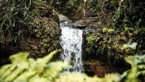 Nueva ruta de senderismo en Puerto Rico que recorre la selva tropical