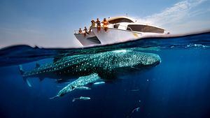 Excursiones exclusivas para ver tiburones ballena en Qatar