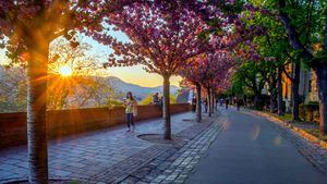 Budapest se tiñe de rosa con la floración de los cerezos