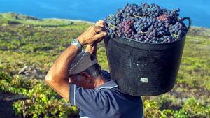 La fascinante historia detrás de los vinos de La Palma