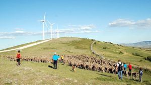 Experiencia de dormir al raso y acompañar a un rebaño de 1.000 ovejas trashumantes