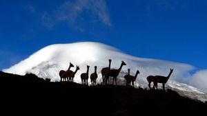 Turismo Violeta de Ecuador para celebrar la cultura indígena y el turismo comunitario