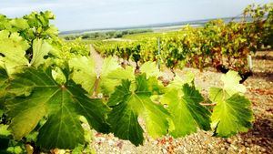 Atardecer al son del vino, para disfrutar de la gastronomía, el vino y la música entre viñedos