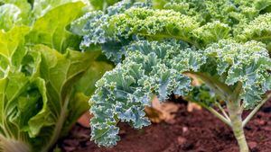 Kale: la joya verde de la salud