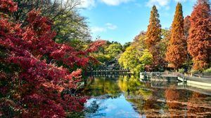Planes para disfrutar de un otoño único en Tokio