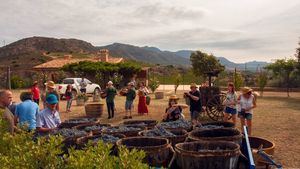 Vivir la vendimia en la Costa Brava