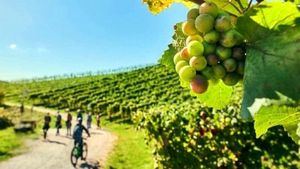 Viajando en bici por las regiones vinícolas alemanas
