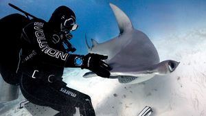 Nuevo turismo de lujo, bucear entre grandes tiburones