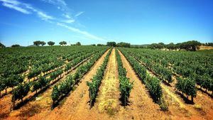 Actividades para un otoño de enoturismo en el Alentejo