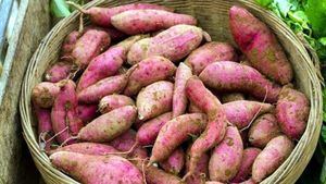 Batata: la “patata dulce” repleta de nutrientes