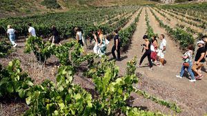 Ruta para conocer Las Palmas de Gran Canaria a través de sus vinos