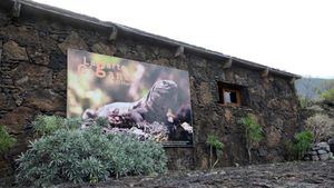 Nueva suelta de crías de Lagarto Gigante de El Hierro