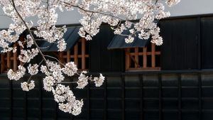 Experimenta los cerezos en flor en Japón
