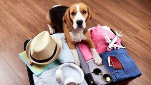 Un 44,9% de los españoles encuentran dificultades para viajar y alojarse con sus mascotas