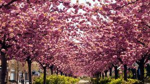 El maravilloso paisaje rosa de los cerezos en flor en Filadelfia